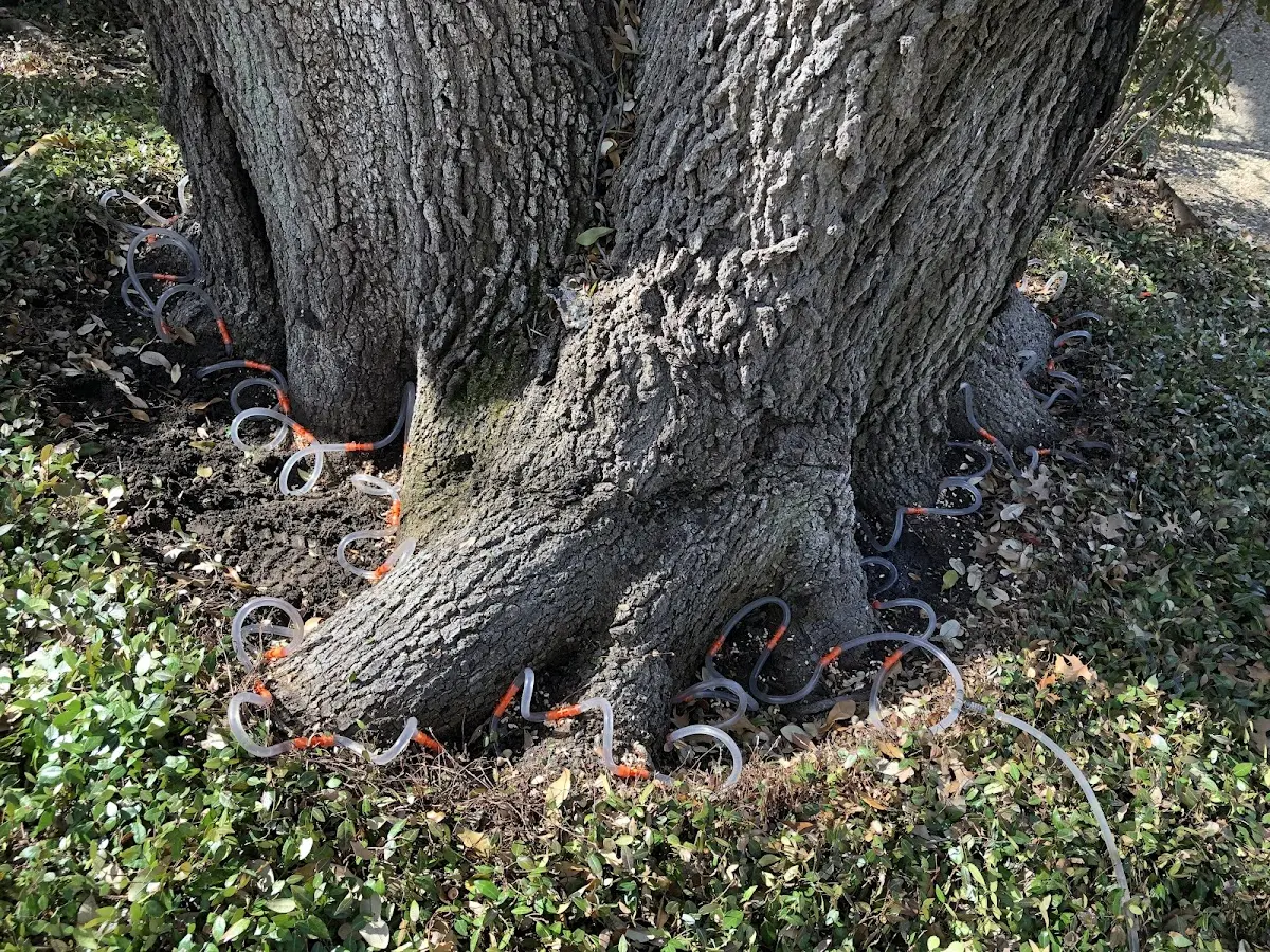 Detailed Tree Cabling and Bracing job site in Lincroft